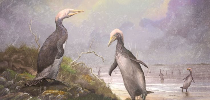 Ancient penguins