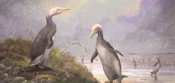 Ancient penguins Ancient penguins