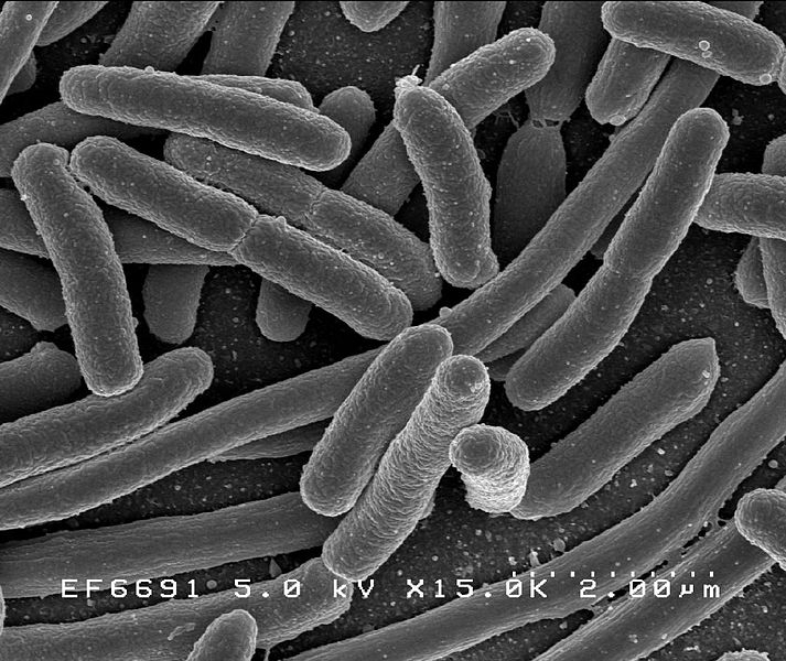  Pathogenic Escherichia coli