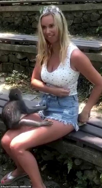 Bali Monkey Bali Monkey