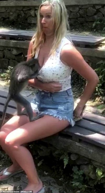 Bali Monkey Bali Monkey