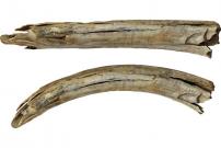 Ancient Engravings On Tusks