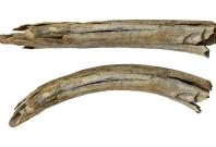 Ancient Engravings On Tusks