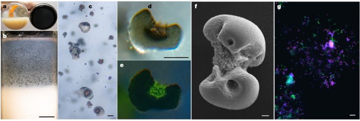 Bio-oxidation of MnCO3 produces manganese oxide nodules to which two species associate