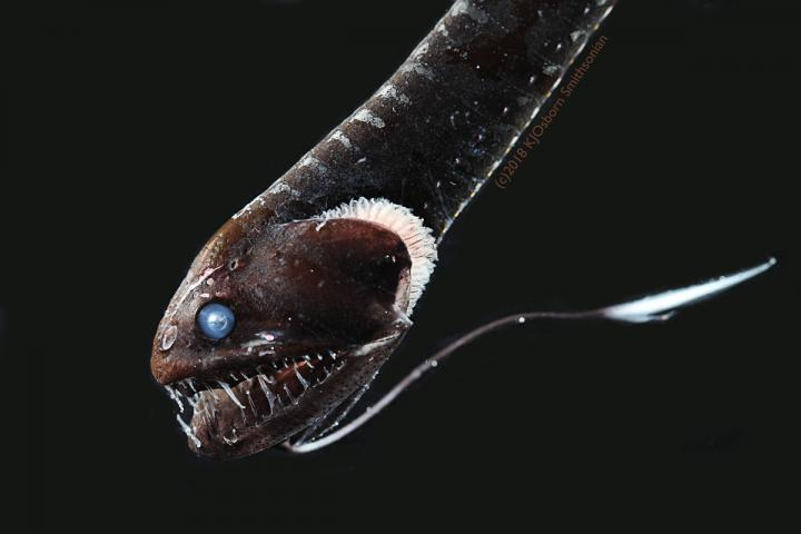 Scientists Discover Deep-Sea Fish That Sucks up 99.96% Light to Blend ...