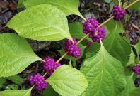 American beautyberry 