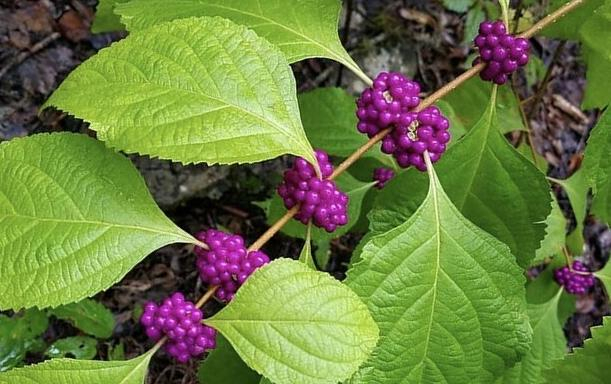 American beautyberry 