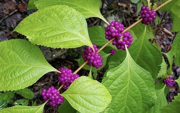 American beautyberry American beautyberry
