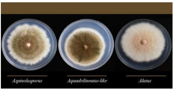 Aspergillus Latus Has Been Found in a Hospital