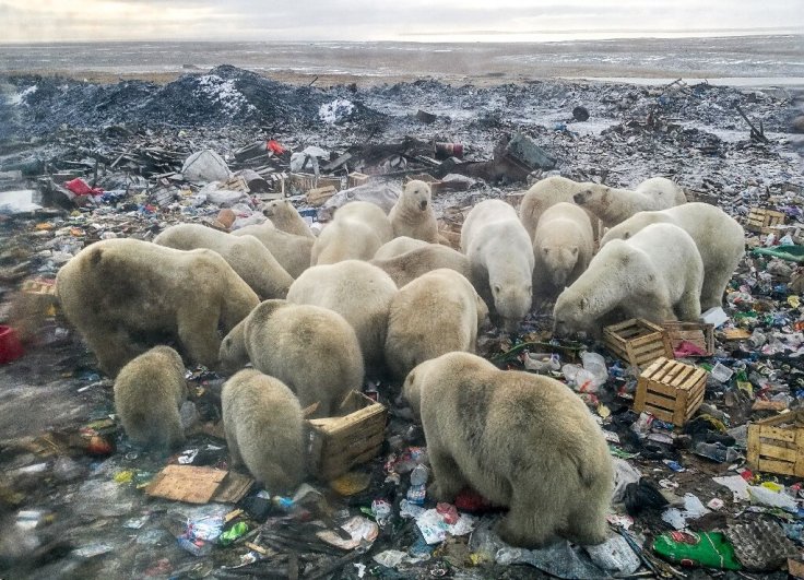 Polar Bear Polar Bear