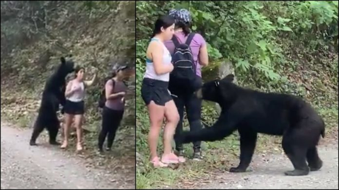 Moment hikers encountered a wild black bear