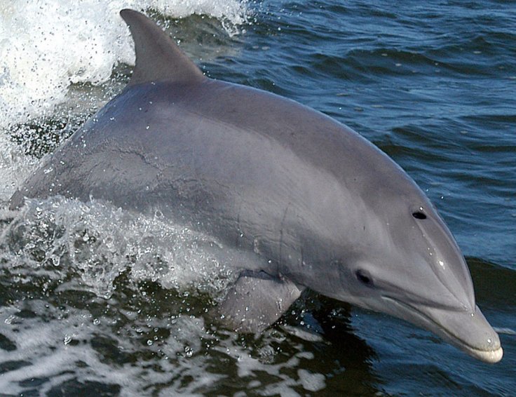 Bottlenose Dolphin