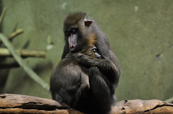 Mandrill