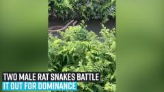 two-male-rat-snakes-battle-it-out-for-dominance