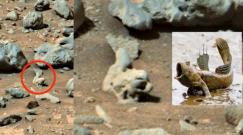 Fish fossil on Mars