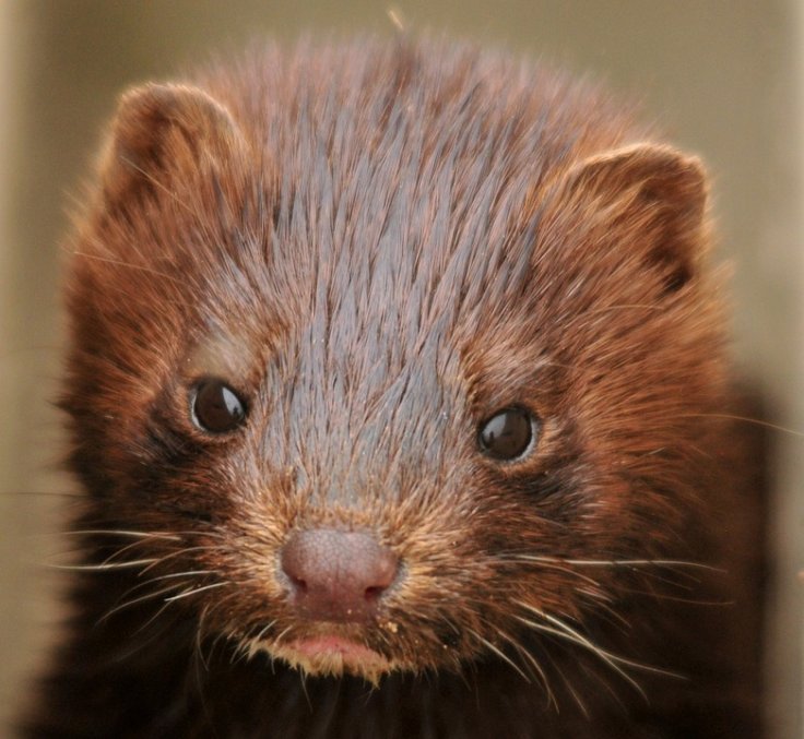 Mink