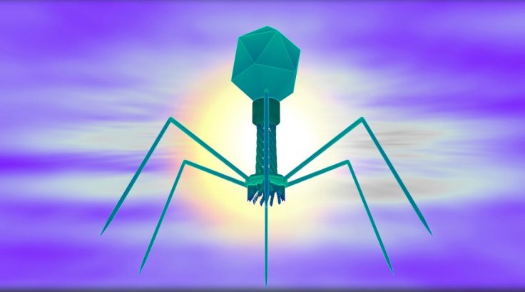 Bacteriophage Bacteriophage
