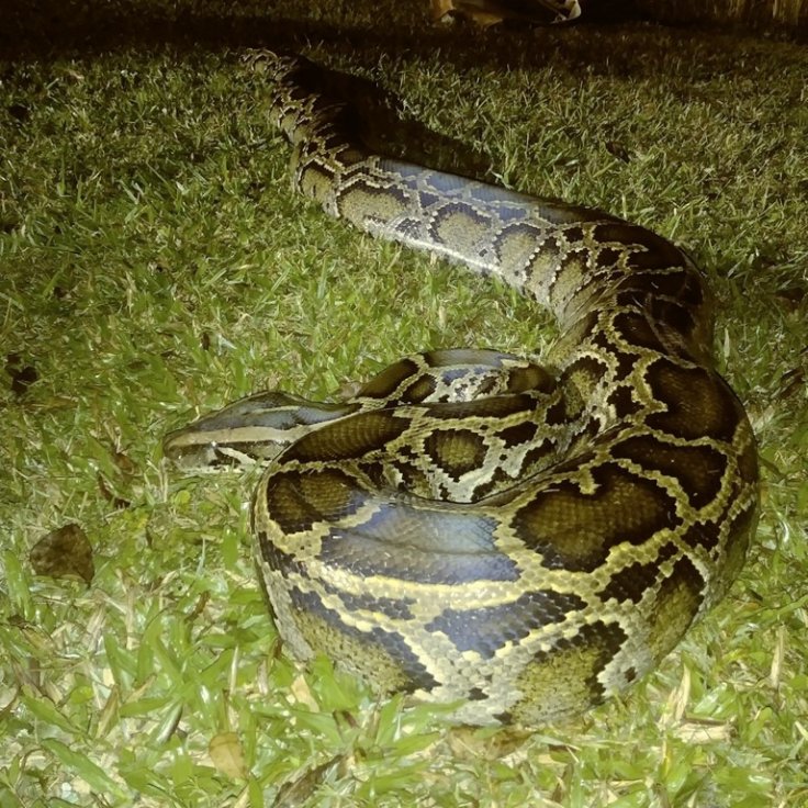 Burmese Python