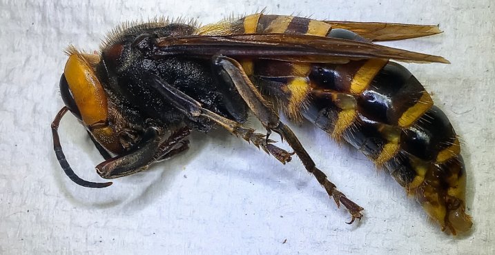 murder hornet murder hornet