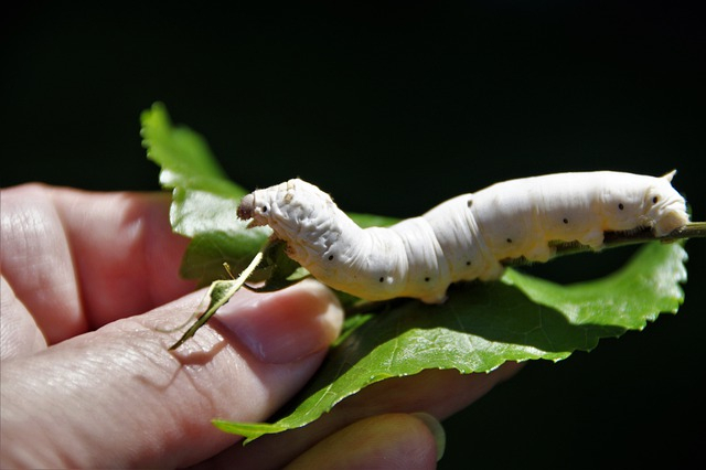 Silkworm Silkworm