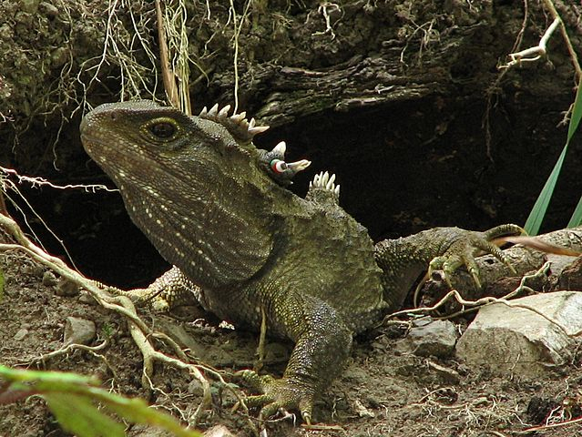 tuatara