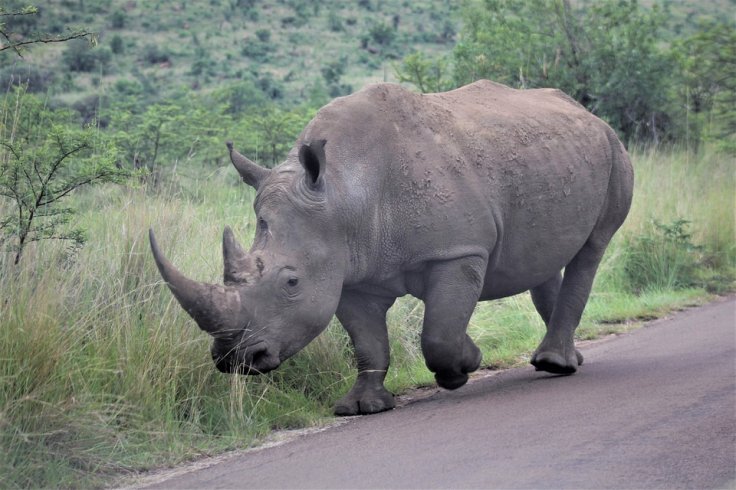 Rhino Rhino