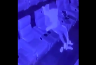 Couple caught having sex Couple caught having sex