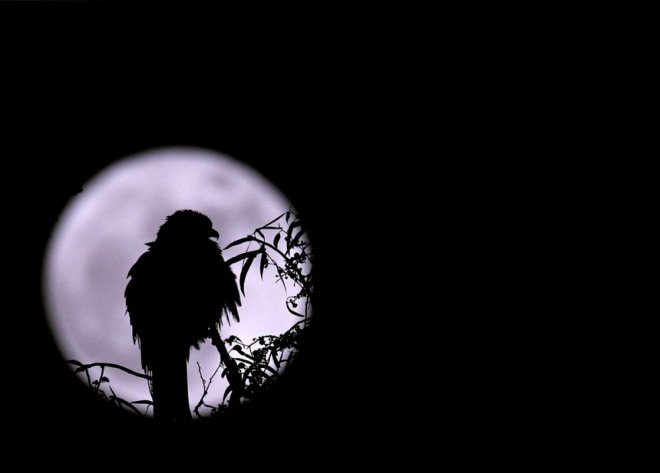 November Supermoon: Striking visuals of the closest full moon until 2034