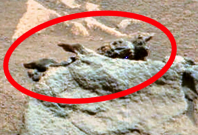 Alien fossil on Mars