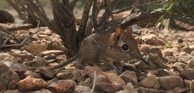 Somali sengi Somali sengi