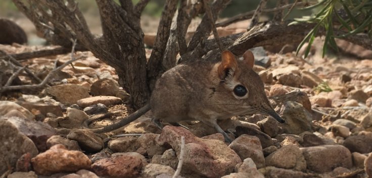 Somali sengi