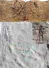 Oldest-ever footprints
