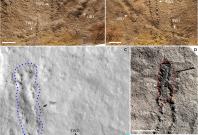 Oldest-ever footprints