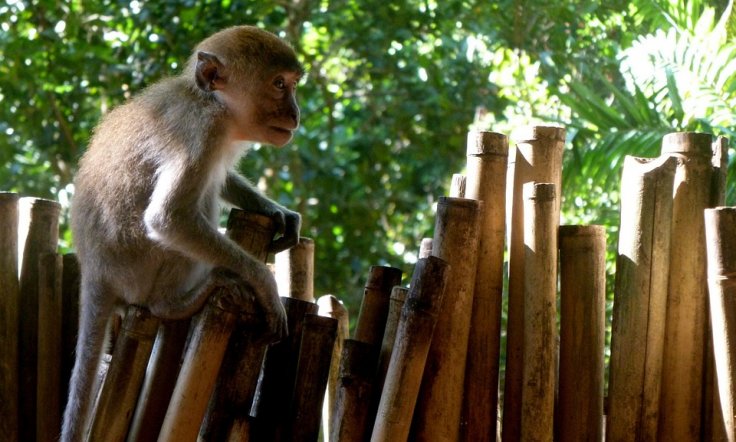 Monkeys Used as Tools for Making Money