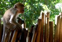 Monkeys Used as Tools for Making Money