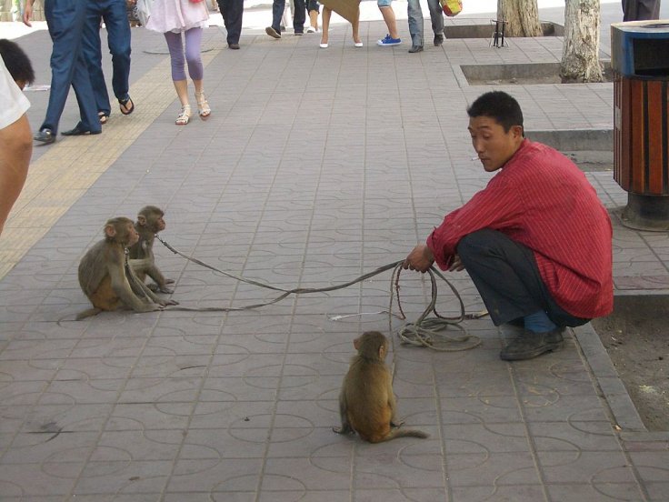 Monkeys Entertaining Tourists in China