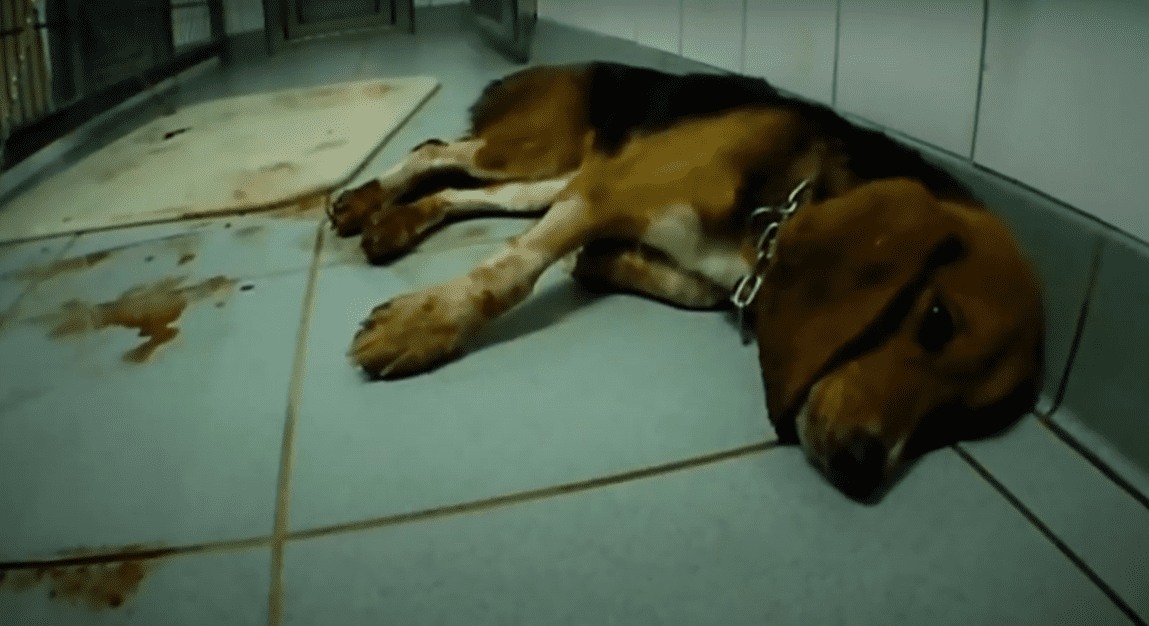 Animal Lab That Forced Pipes Down Dogs' Throats, Chained Monkeys to