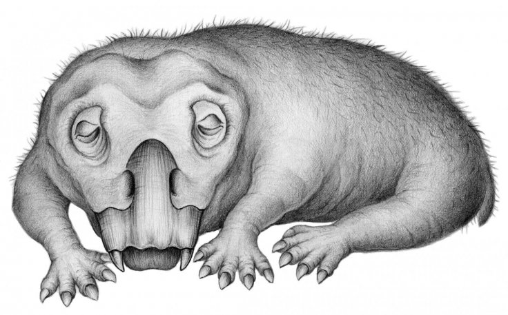 Life restoration of Lystrosaurus in a state of torpor.