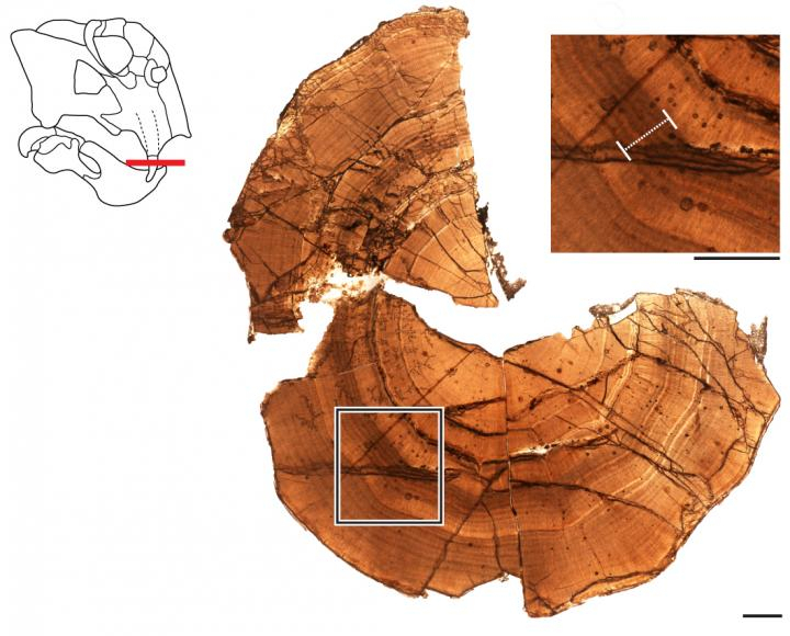 Thin-section from Antarctic Lystrosaurus tusk