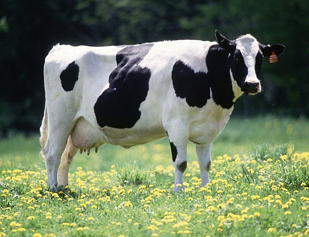 Cows