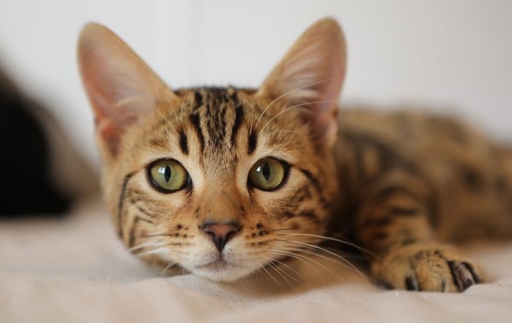 Cat Cat