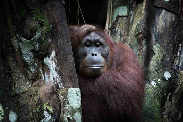 Sumatran orangutan