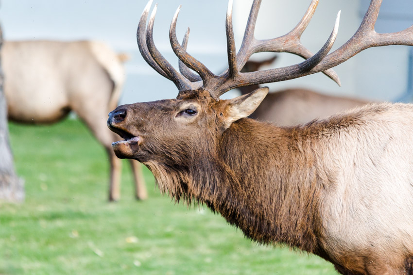bull elk at times