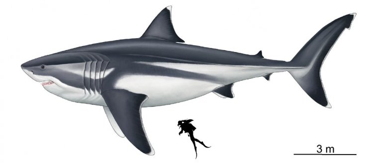 Megalodon 