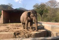 Kaavan, The Elephant