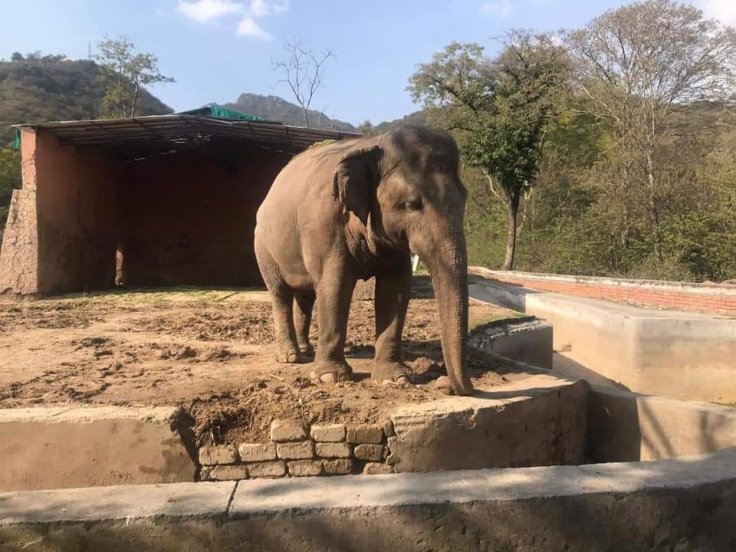 Kaavan, The Elephant