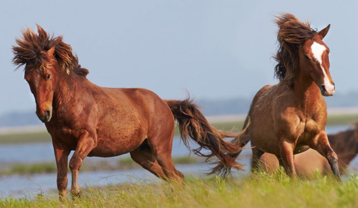 Horses 