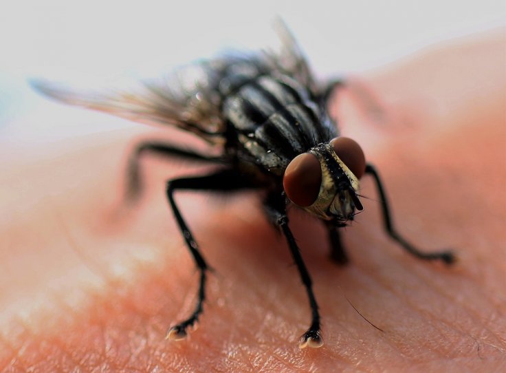 Fly Fly