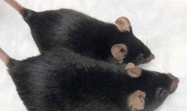 Mice Mice