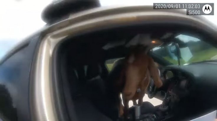 A Goat Inside A Police Car